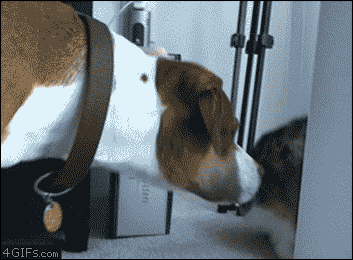 17.gif