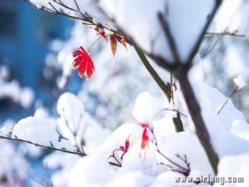 雪霁