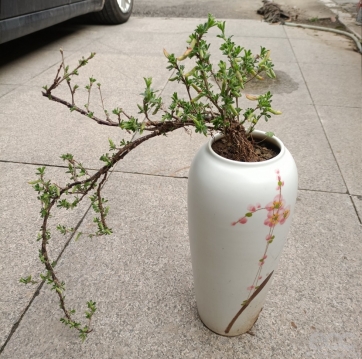 花卉盆景出售